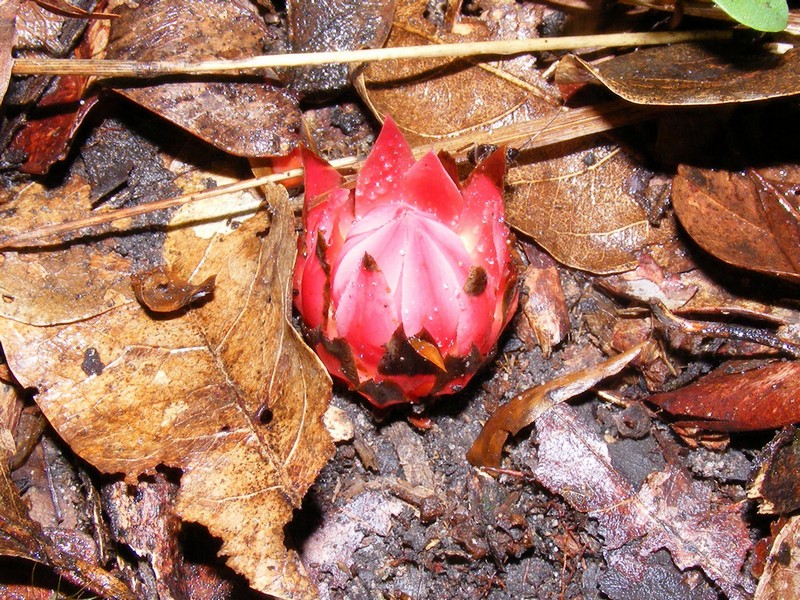 Thonningia sanguinea Thonningia sanguinea