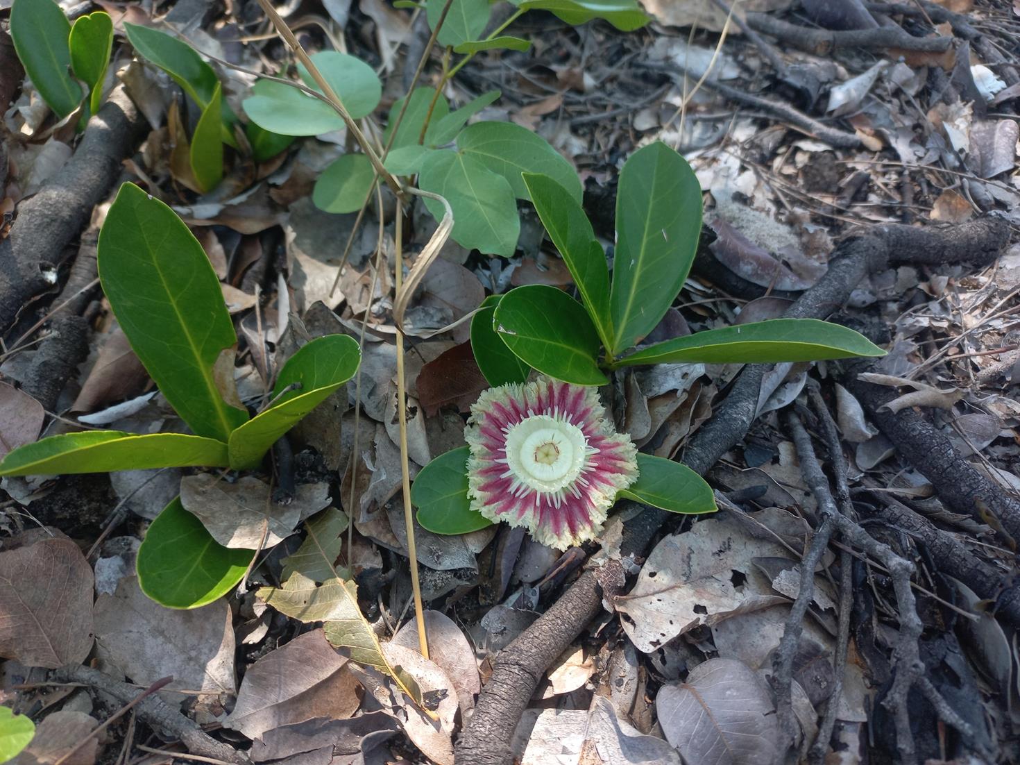 Napoleonaea gossweileri Napoleonaea gossweileri