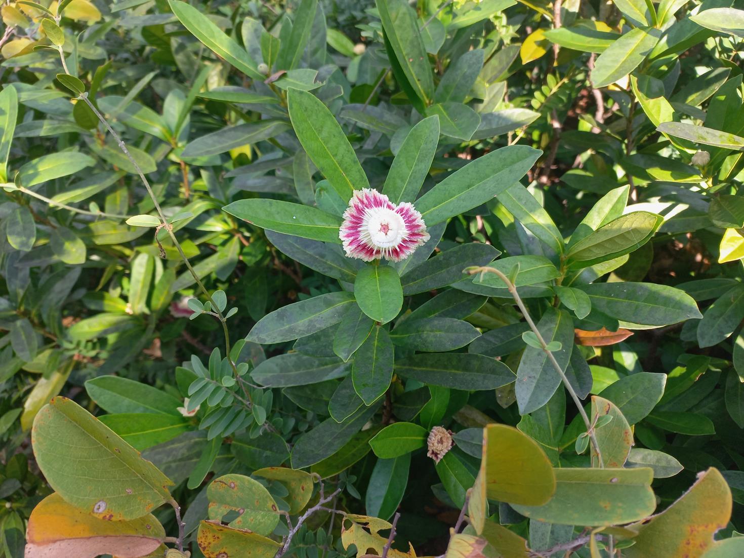 Napoleonaea gossweileri Napoleonaea gossweileri