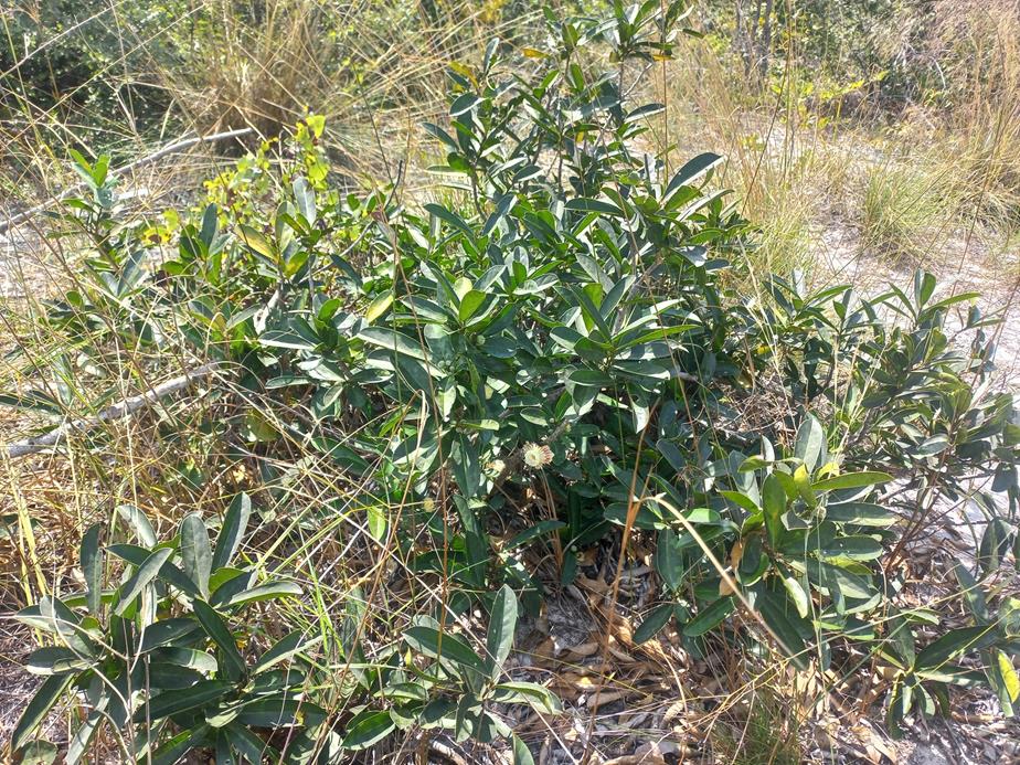 Napoleonaea gossweileri Napoleonaea gossweileri