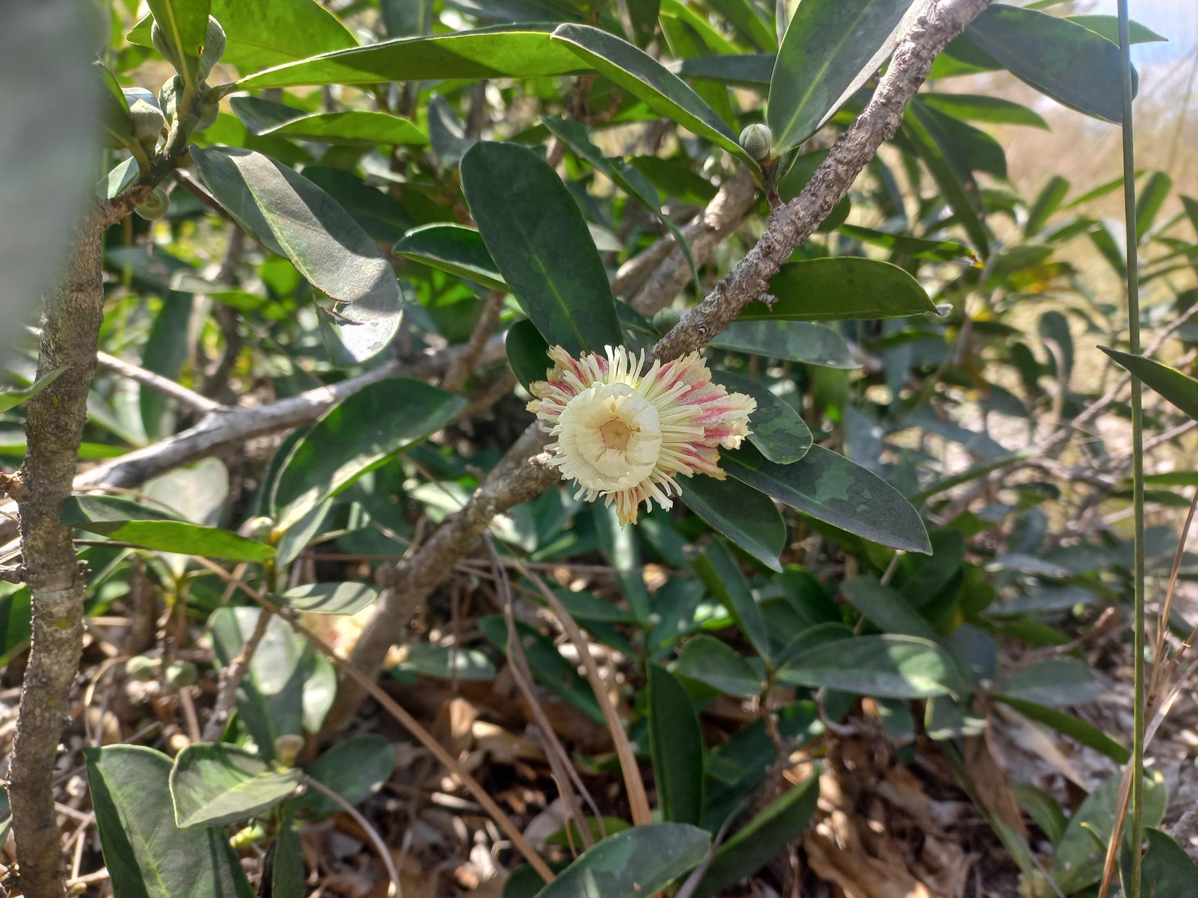 Napoleonaea gossweileri Napoleonaea gossweileri