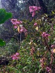 Dichaetanthera corymbosa