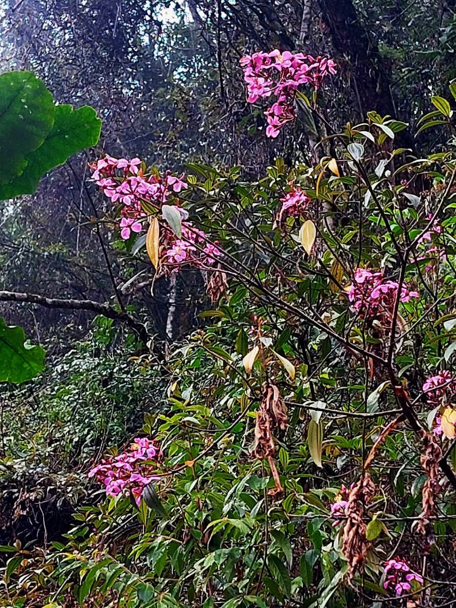 Dichaetanthera corymbosa Dichaetanthera corymbosa