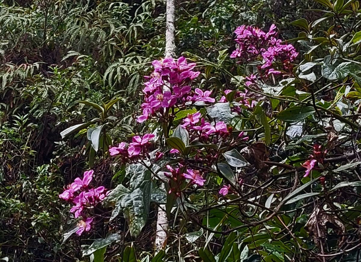 Dichaetanthera corymbosa