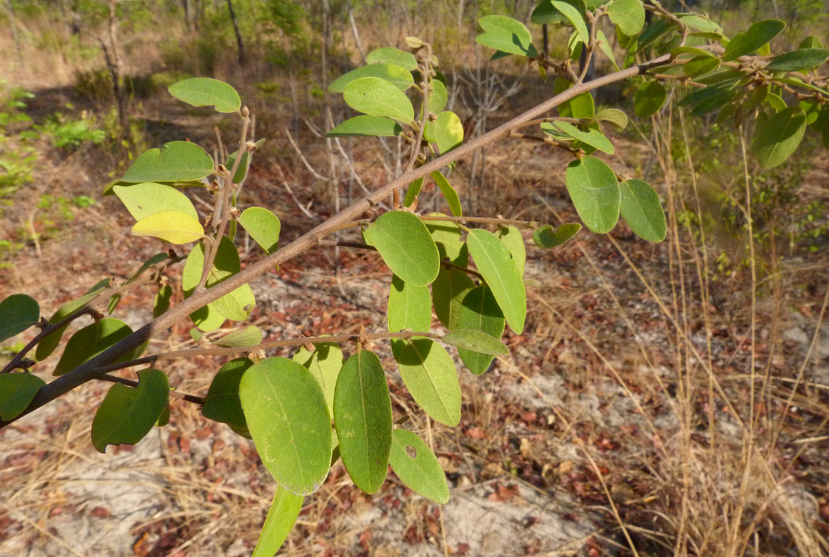 Xylopia tomentosa Xylopia tomentosa