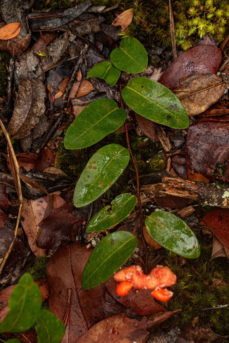 Xylopia tomentosa Xylopia tomentosa