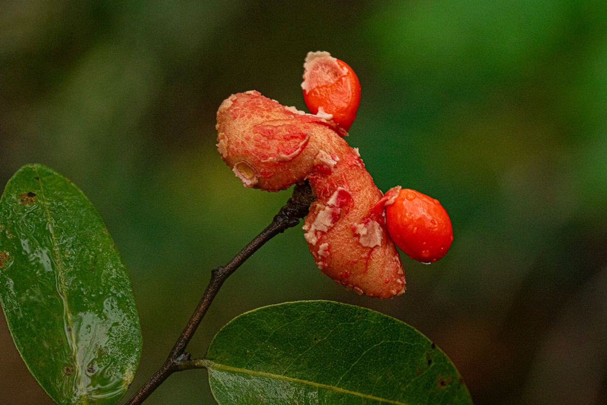 Xylopia tomentosa Xylopia tomentosa