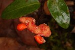 Xylopia tomentosa