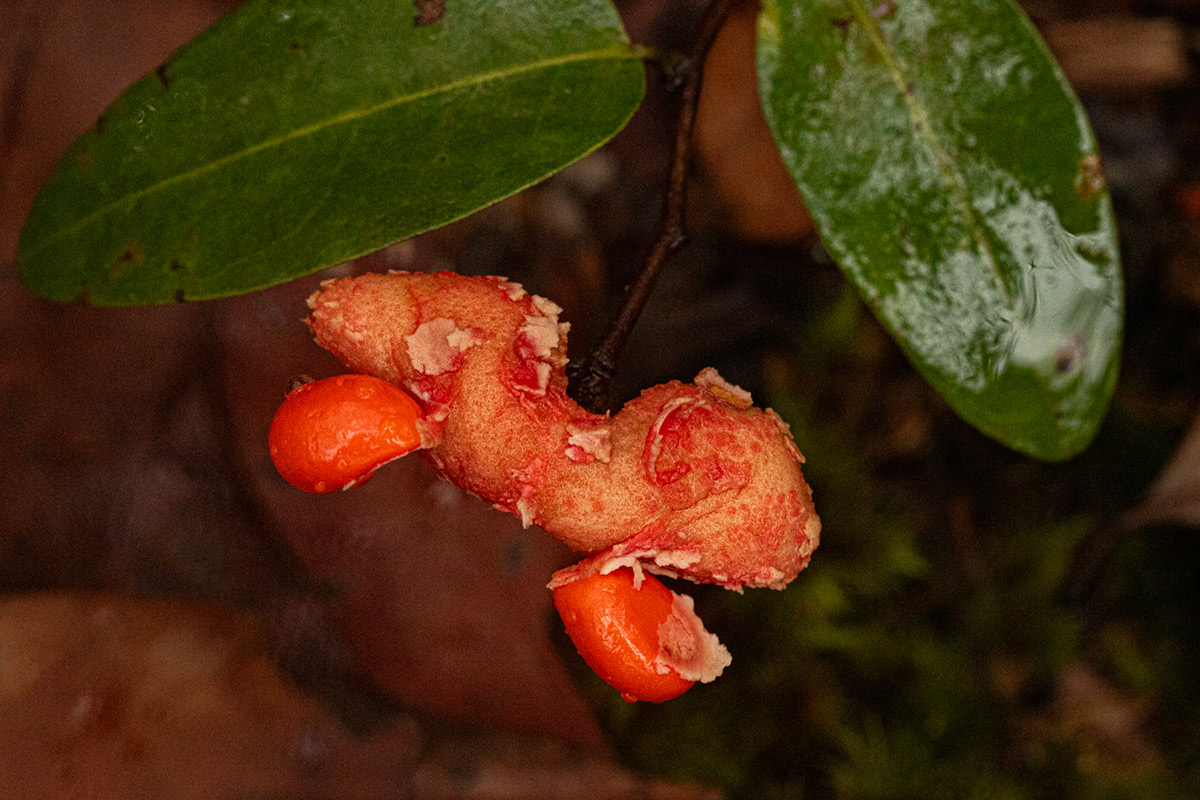 Xylopia tomentosa Xylopia tomentosa