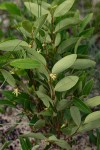 Xylopia tomentosa