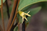 Xylopia tomentosa