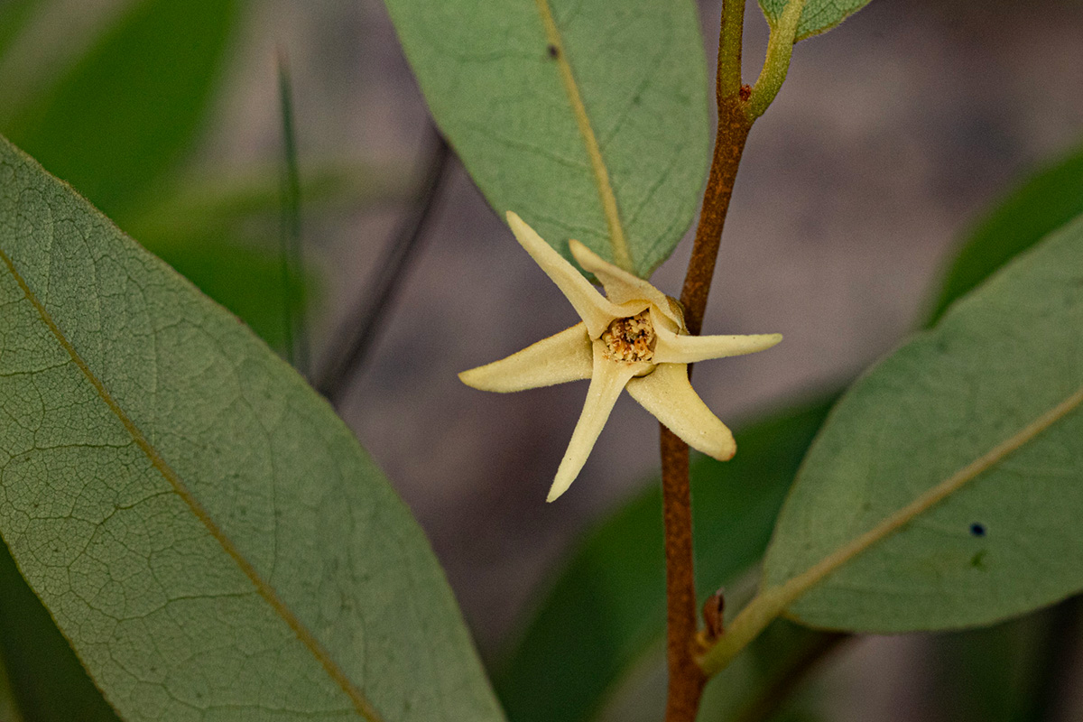 Xylopia tomentosa Xylopia tomentosa