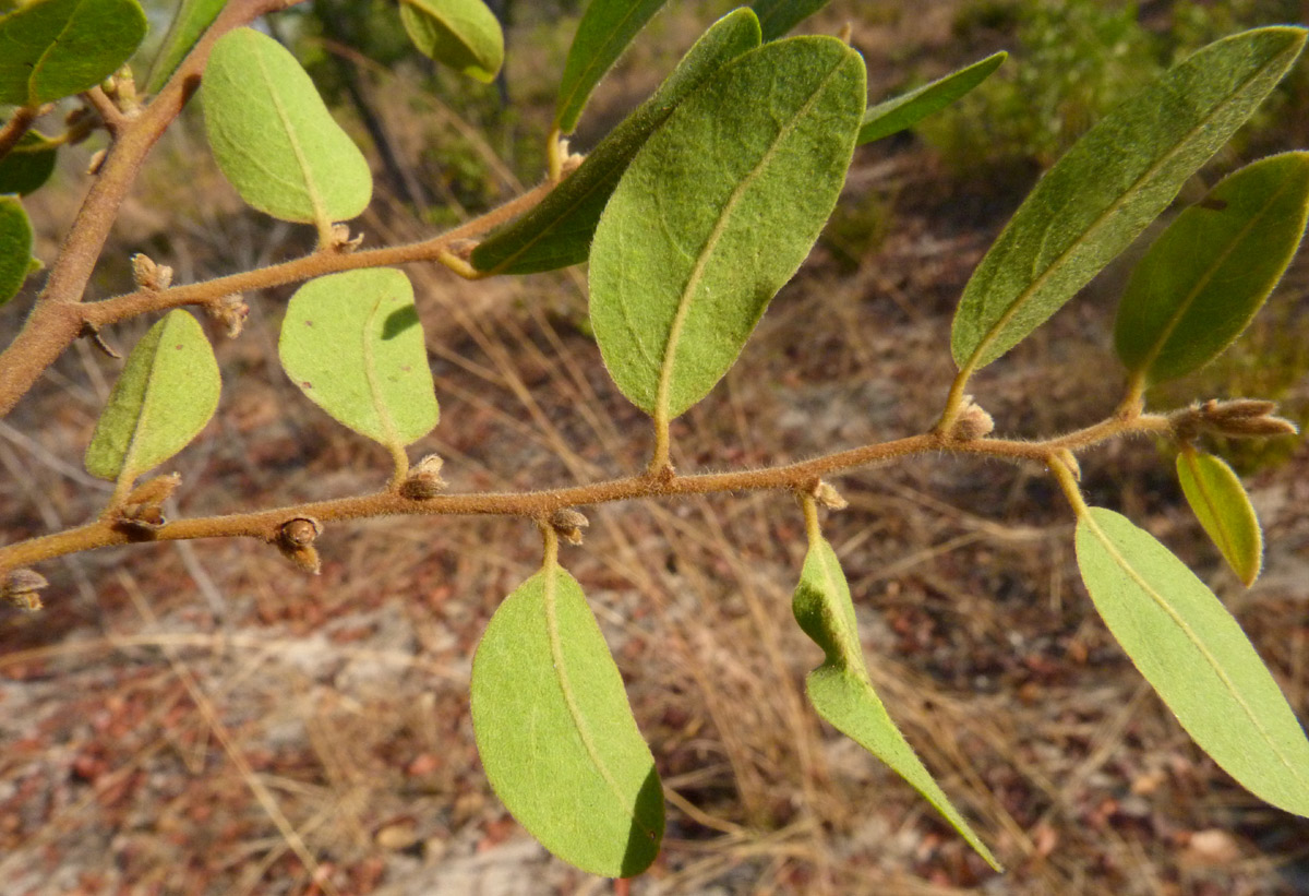 Xylopia tomentosa Xylopia tomentosa