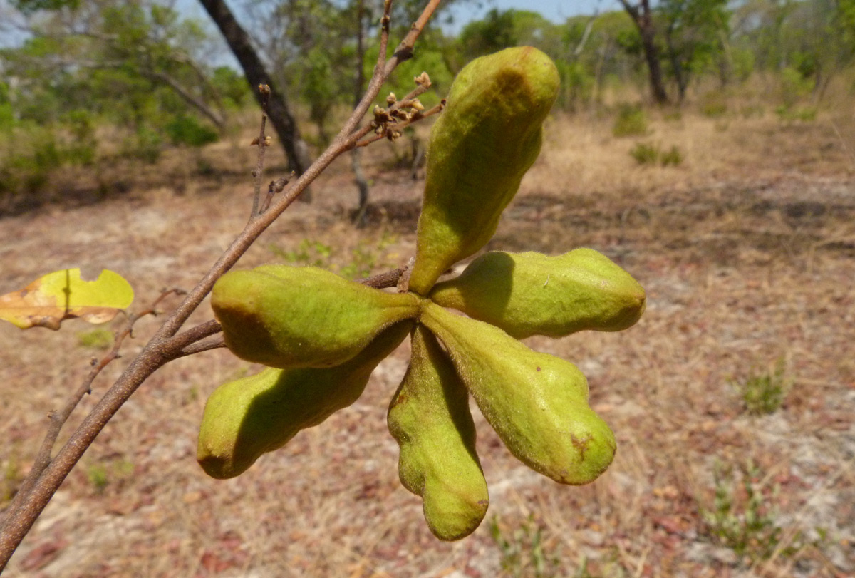 Xylopia tomentosa Xylopia tomentosa