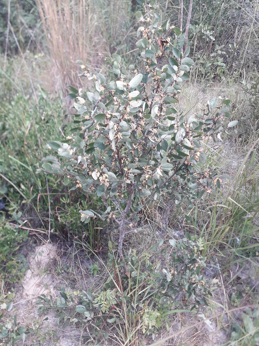 Xylopia tomentosa Xylopia tomentosa