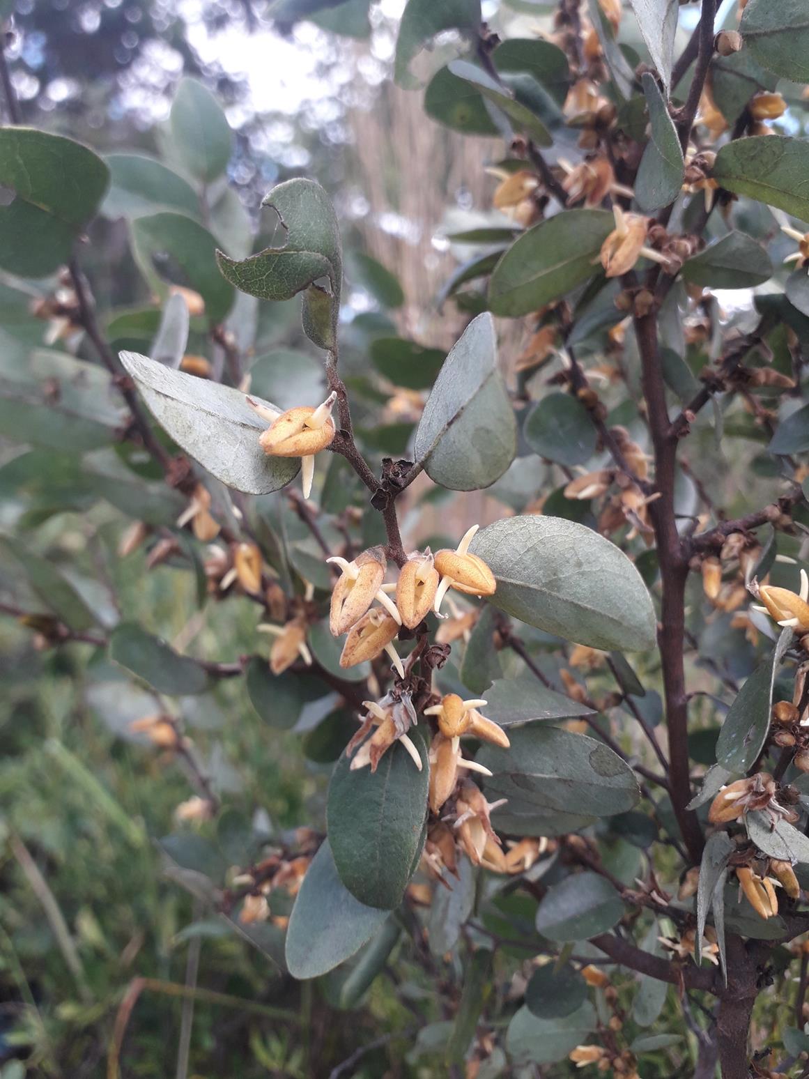 Xylopia tomentosa Xylopia tomentosa