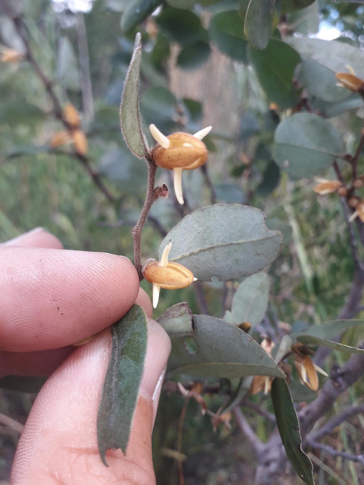Xylopia tomentosa Xylopia tomentosa