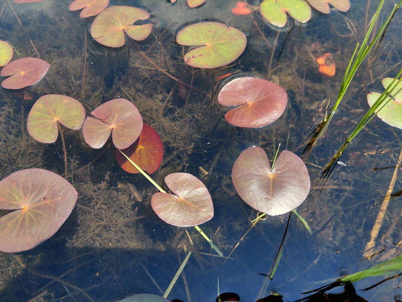 Nymphaea sulphurea