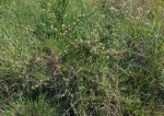 Polygala dewevrei