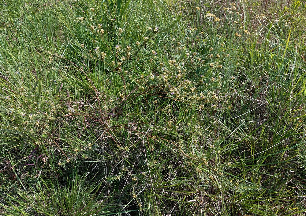 Polygala dewevrei Polygala dewevrei