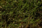 Polygala dewevrei