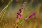 Polygala gomesiana