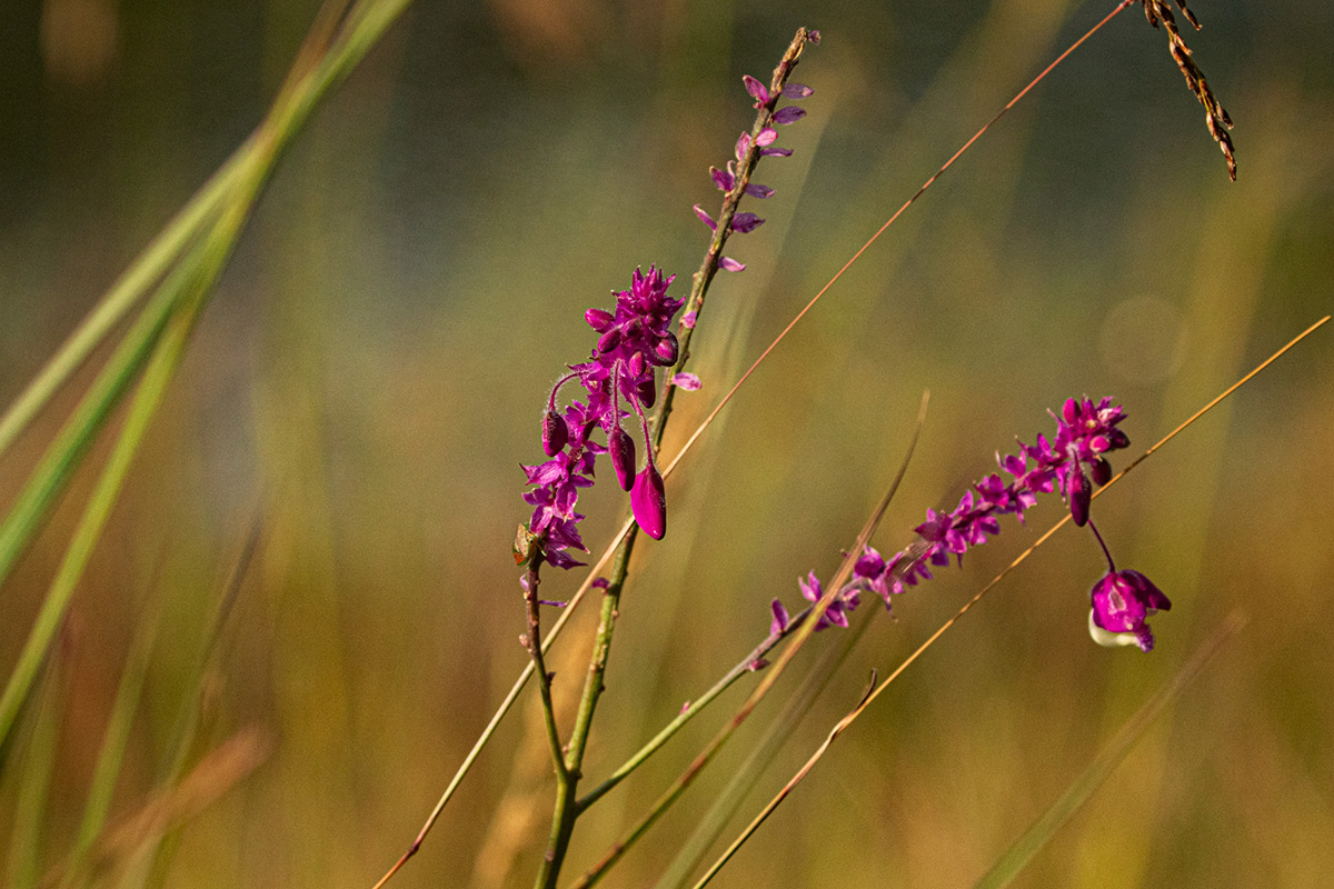 Polygala gomesiana