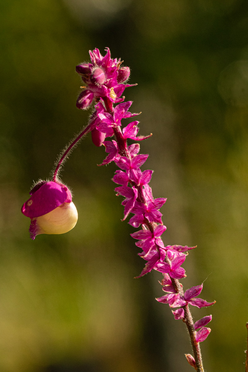 Polygala gomesiana