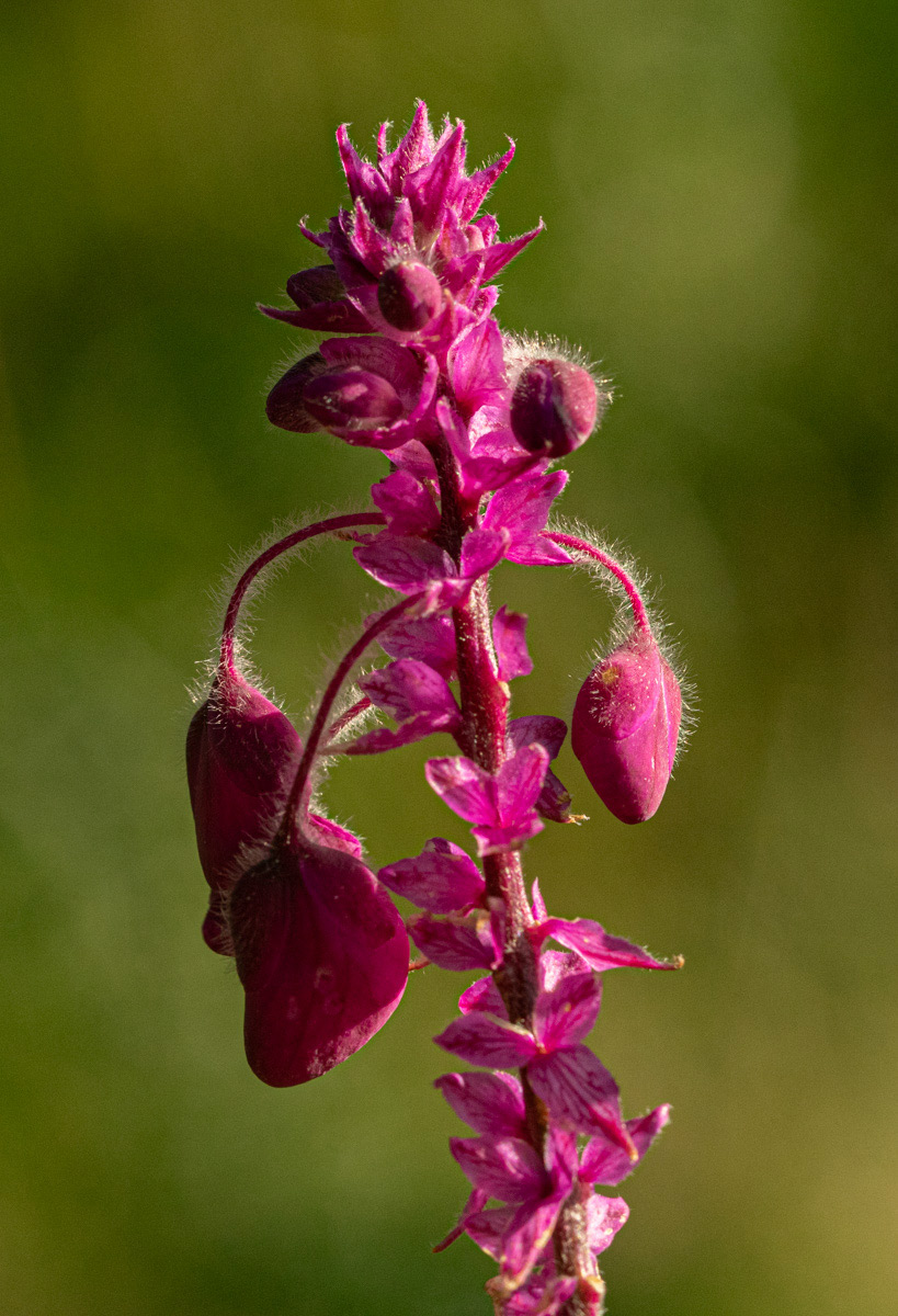 Polygala gomesiana