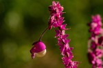 Polygala gomesiana