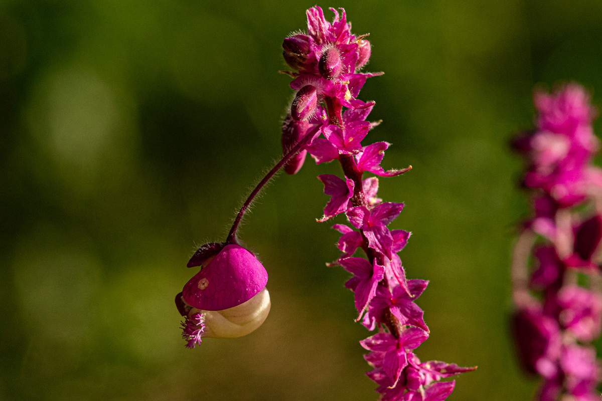 Polygala gomesiana