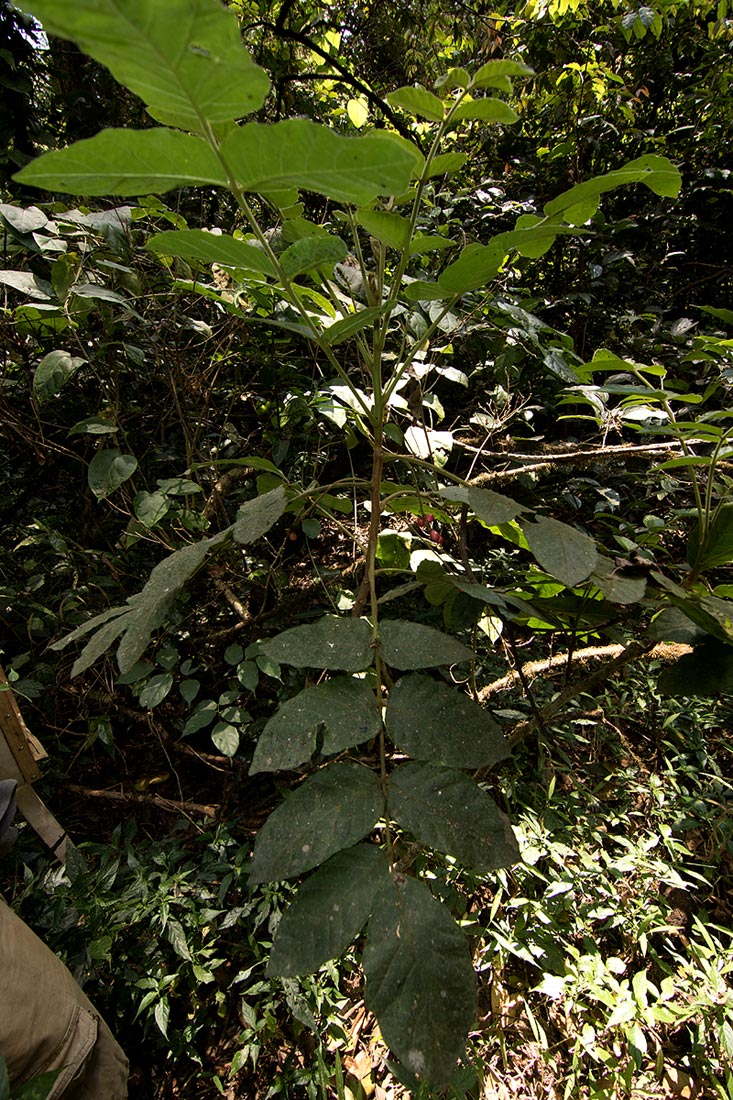 Brucea antidysenterica Brucea antidysenterica
