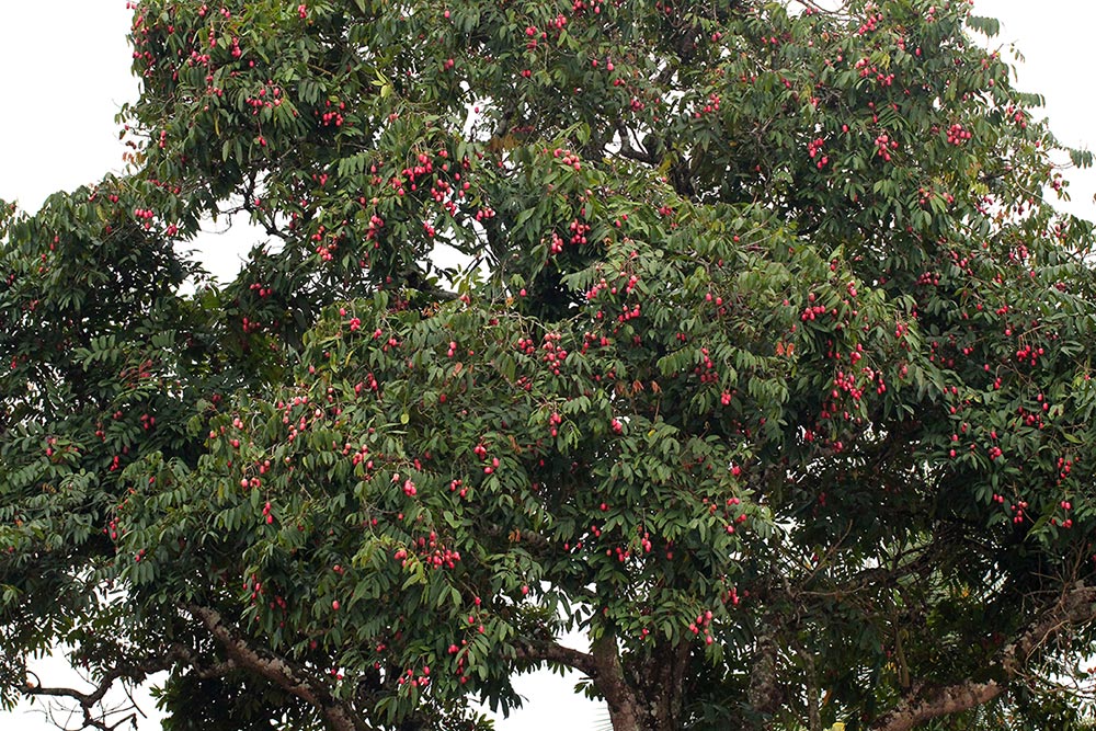 Pachylobus edulis