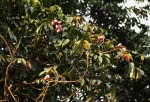 Pachylobus edulis