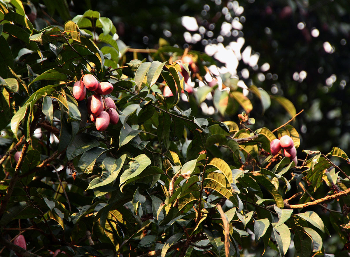 Pachylobus edulis