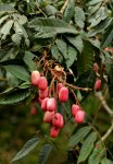 Pachylobus edulis