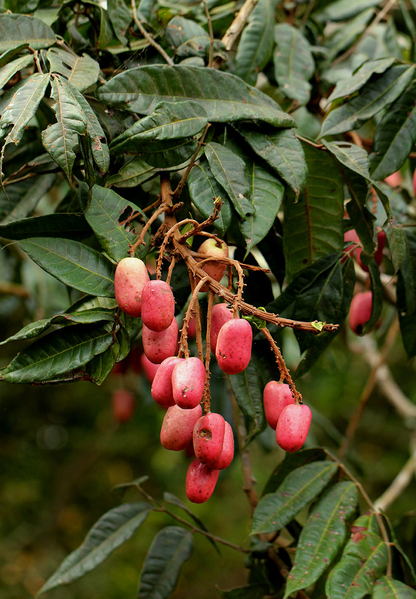 Pachylobus edulis