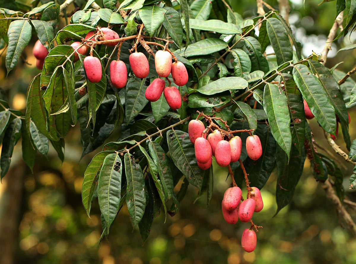 Pachylobus edulis