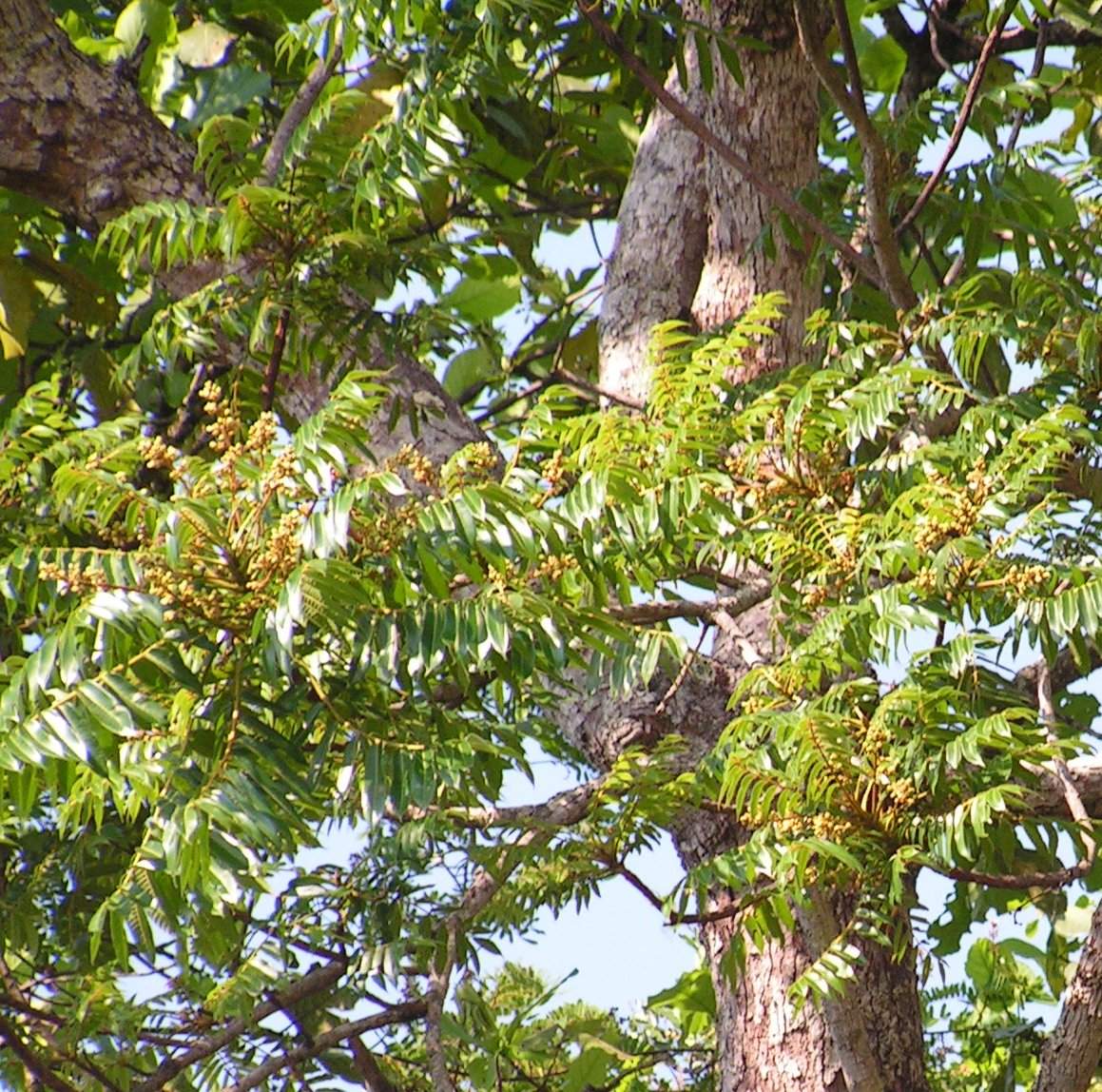 Canarium schweinfurthii Canarium schweinfurthii