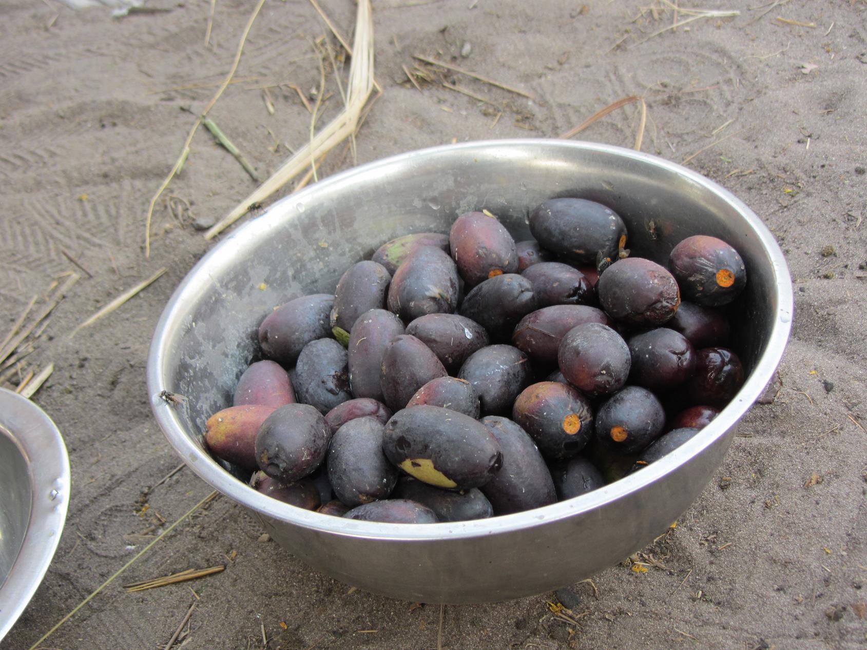 Canarium schweinfurthii Canarium schweinfurthii