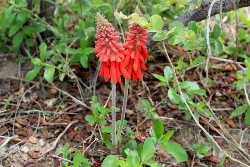 Erythrina baumii Erythrina baumii