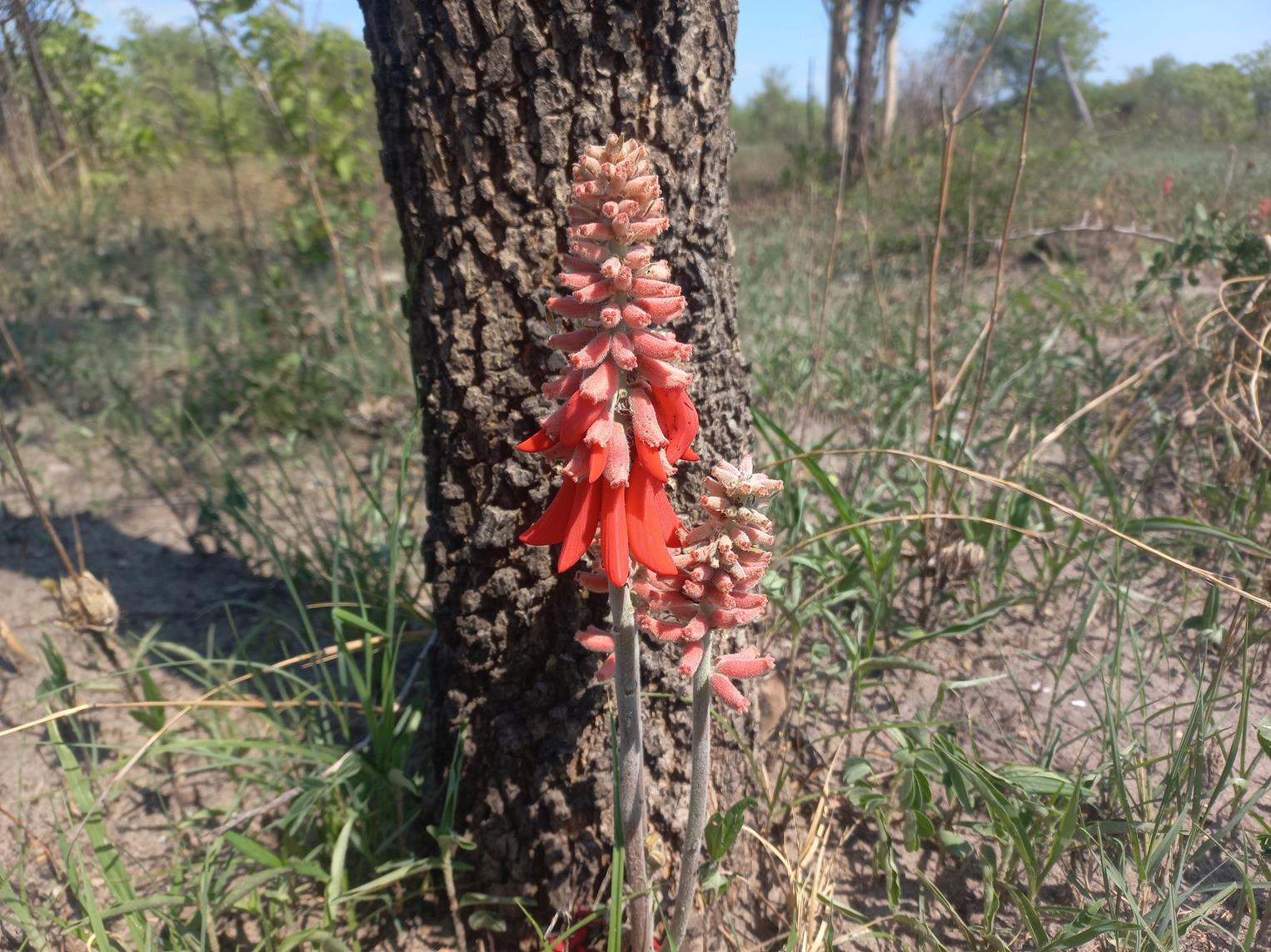 Erythrina baumii Erythrina baumii