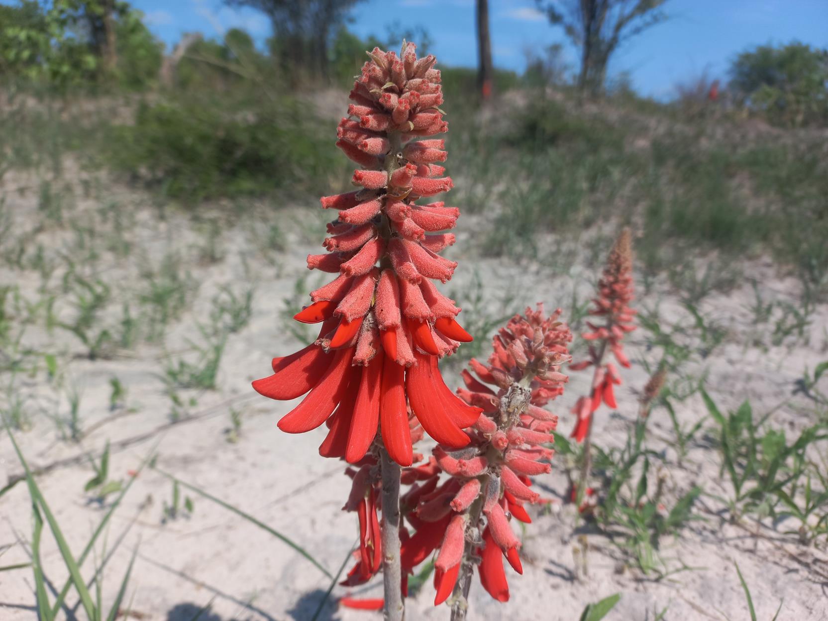 Erythrina baumii