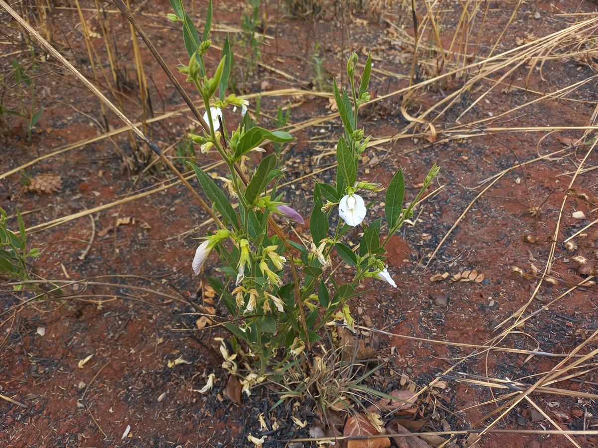 Clitoria kaessneri Clitoria kaessneri