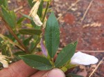 Clitoria kaessneri