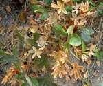 Oldfieldia dactylophylla