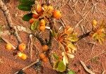 Oldfieldia dactylophylla