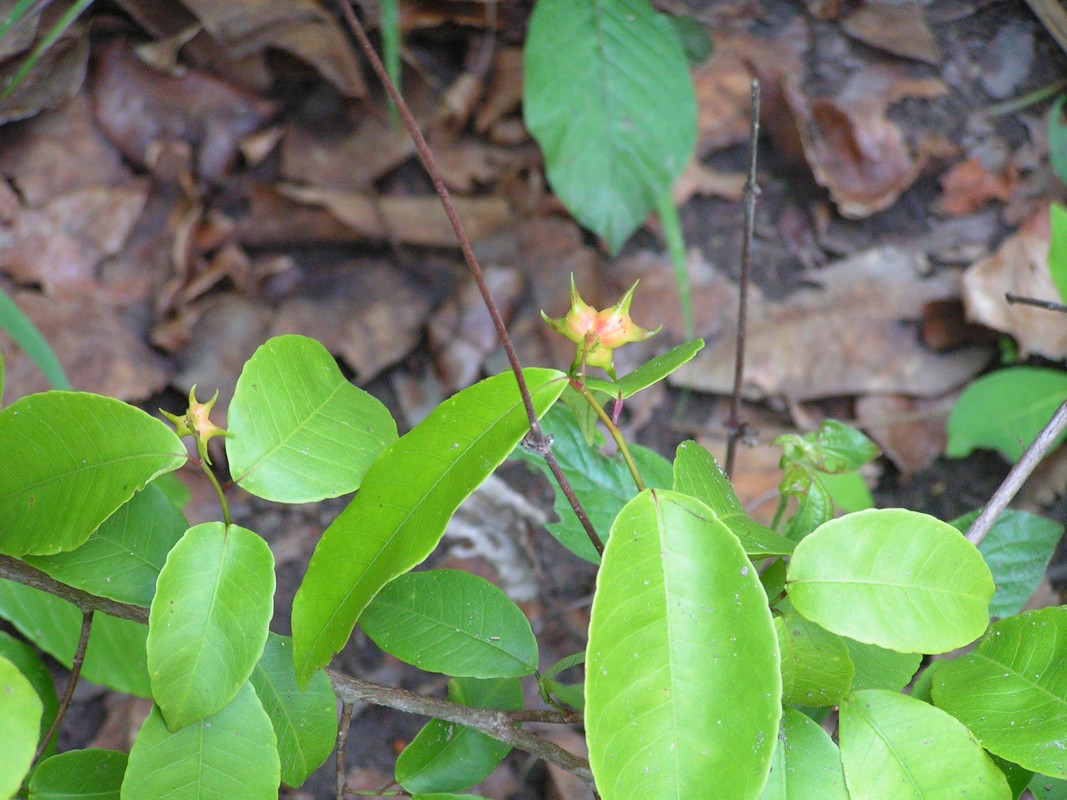 Sclerocroton cornutus Sclerocroton cornutus