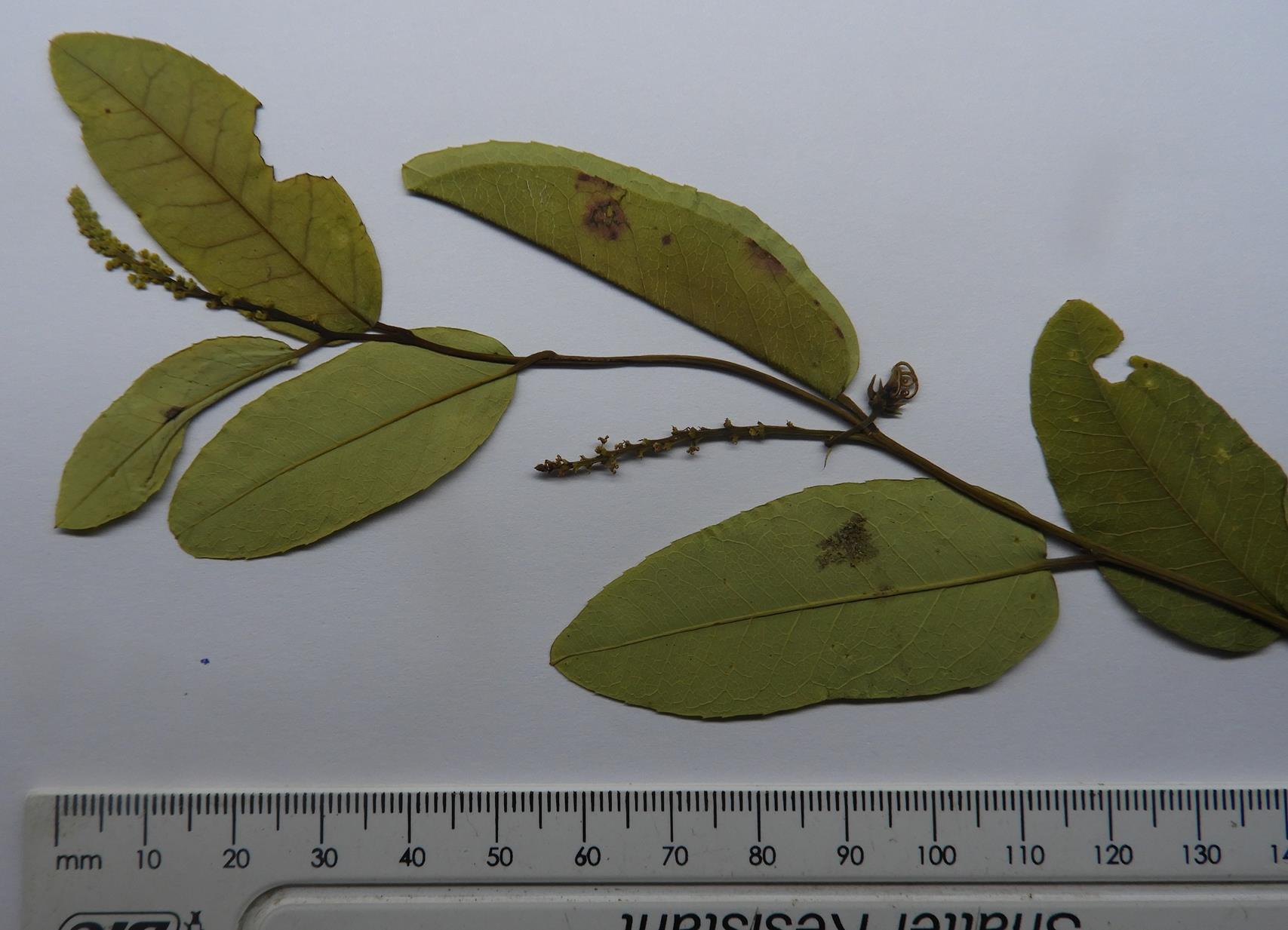 Sclerocroton oblongifolius Sclerocroton oblongifolius