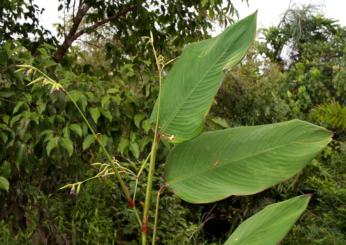 Thalia geniculata Thalia geniculata